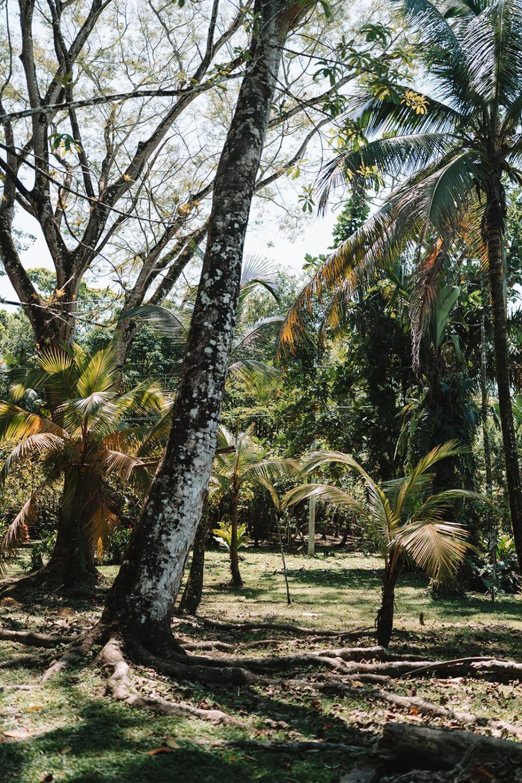 Coco Bamboo Camp